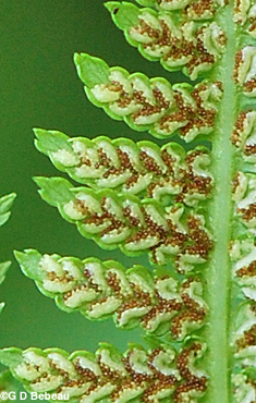 Lady Fern Sori