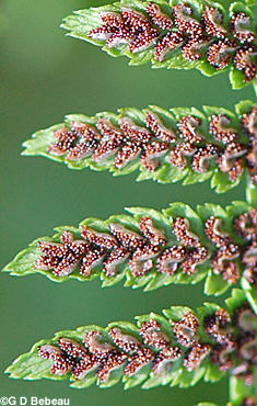 Lady Fern sori