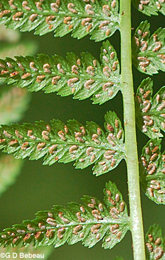 Lady Fern Sori