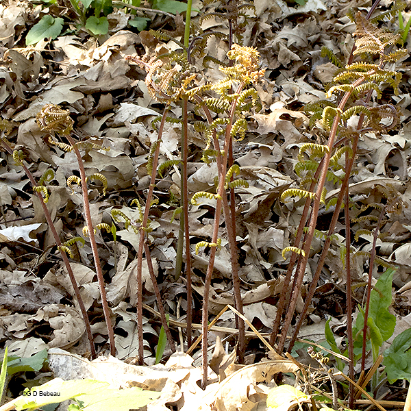 Lady Fern young fronds