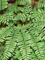 Maidenhair fern thumbnail