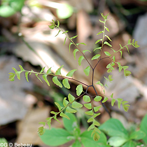 Maidenhair fern young plant