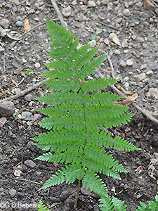 Male Fern