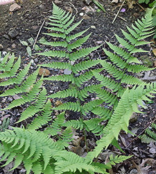Marginal Fern