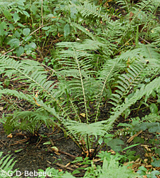 Ostrich Fern