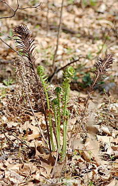 Ostrich Fern fiddlehead and old fertile frond