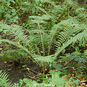 Ostrich Fern