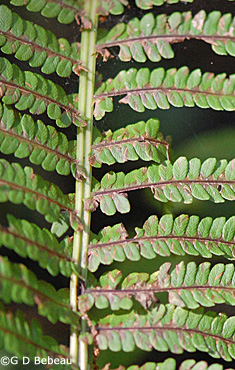 Ostrich Fern Frond detail