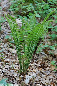 Ostrich Fern
