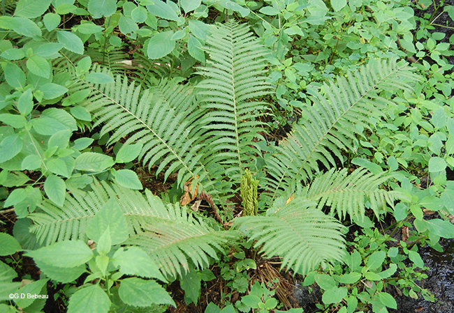 ostrich fern