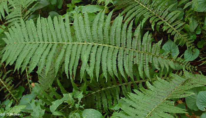 Ostrich Fern