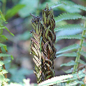 Ostrich Fern Fertile frond