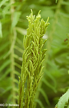 Ostrich Fern Fertile Frond