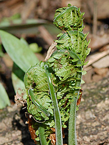 Ostrich Fern