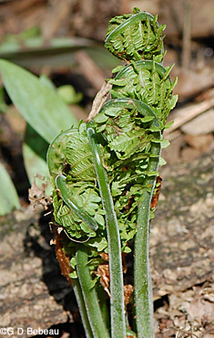 Ostrich Fern fiddleheads