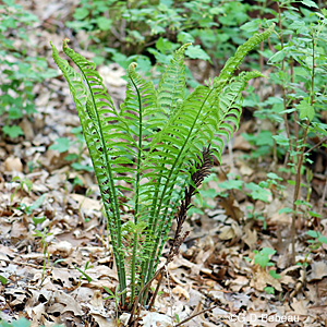 Ostrich Fern