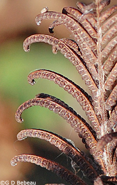 Ostrich fern fertile frond - fall