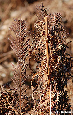 Ostrich Fern winter frond