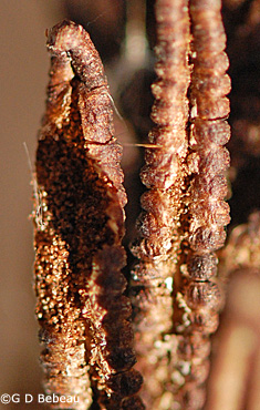 Ostrich fern frond spores