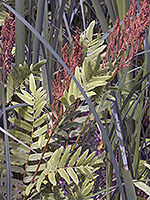 Royal Fern