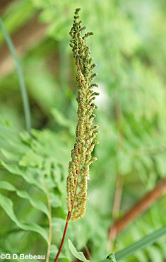 royal fern fertile frond