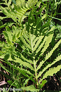 Sensitive Fern