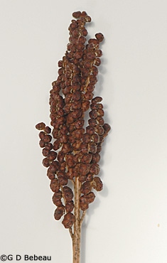 Sensitive Fern Fertile Frond