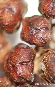 Sensitive Fern Fertile Frond