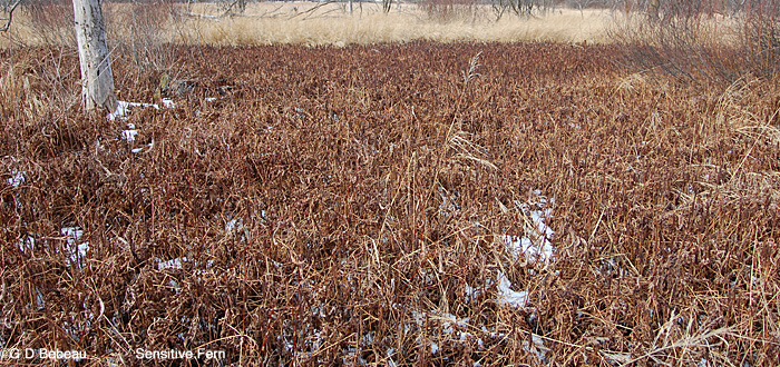 Sensitive Fern marsh group