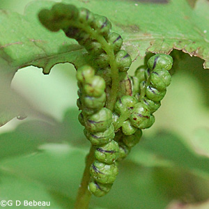 Sensitive Fern fertile frond