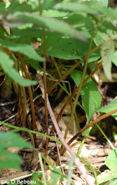 Sensitive fern stalk base