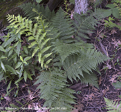 Full plant