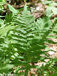 Silvery False Spleenwort