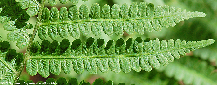 Silvery False Spleenwort pinnae