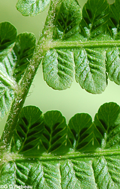 Silvery False Spleenwort pinnule