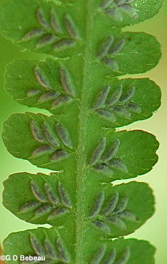 Silvery False Spleenwort Sori