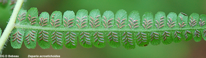 Silvery False Spleenwort fertile pinnae