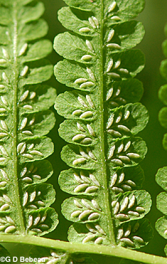 Silvery False Spleenwort sori