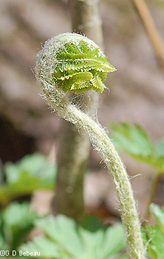 Fiddlehead