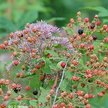 Allegheny Blackberry fruit