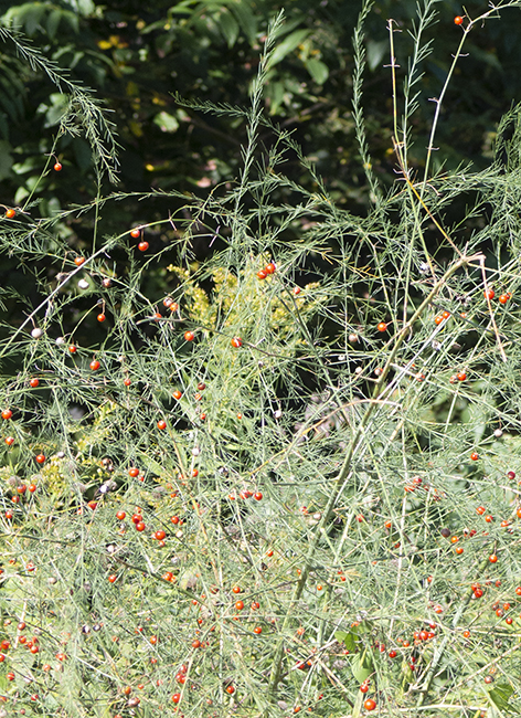 mature plant