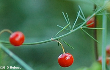 Asparagus berry closeup
