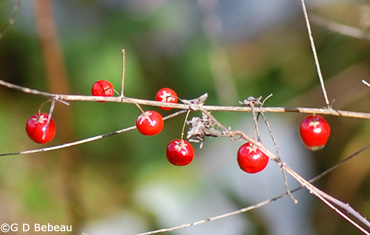 Asparagus berries
