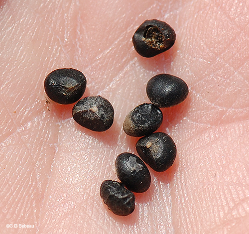 seeds