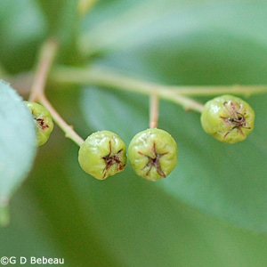 Black Chokeberry Green fruit