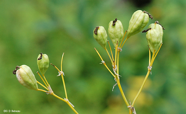 Blackberry Lily Seed Heads