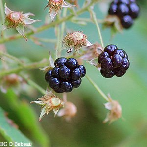 Allegheny Blackberry fruit