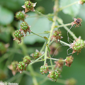 Blackberry Green Fruit