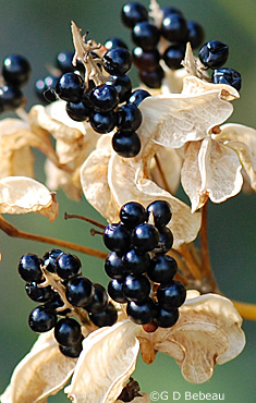 Blackberry lily seeds