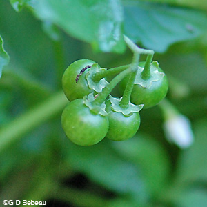 Black Nightshade green berries